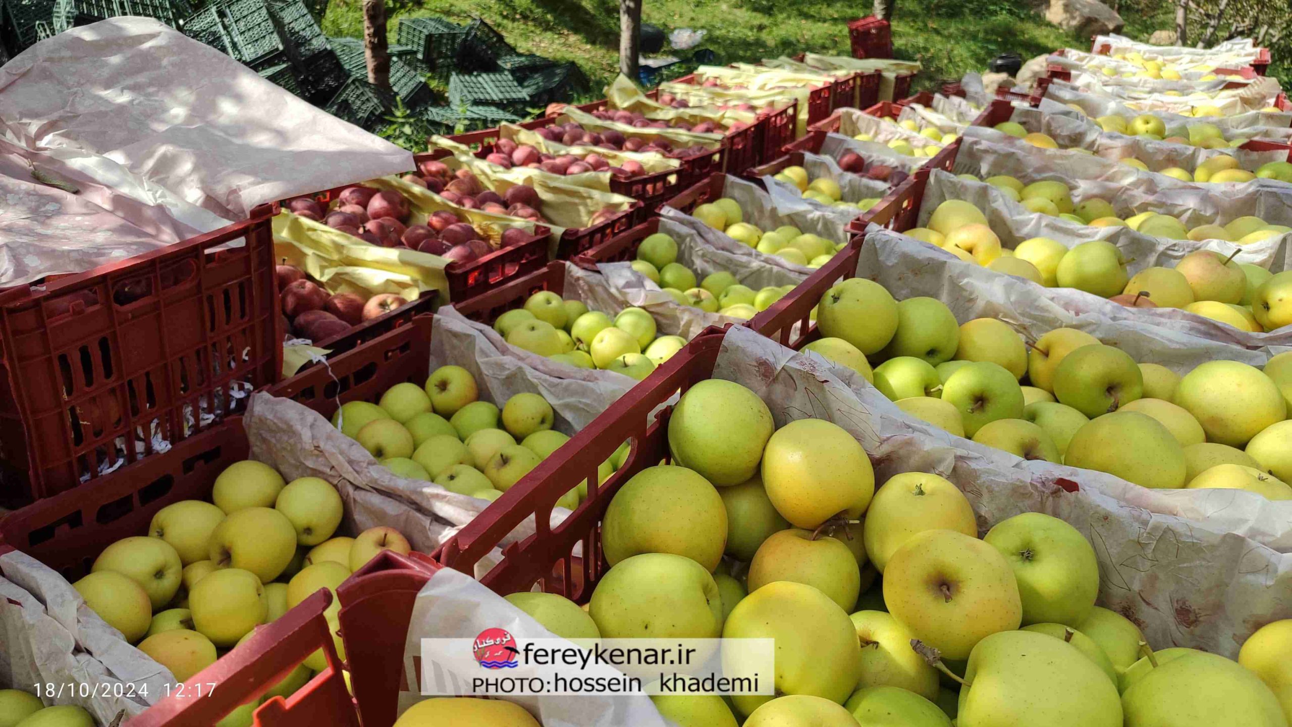 برداشت سیب از باغات بهرستاق منطقه لاریجان آمل برداشت سیب از باغات بهرستاق منطقه لاریجان آمل