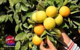 ⛔️برداشت هرگونه پرتقال تا ۱۵ آبان ممنوع