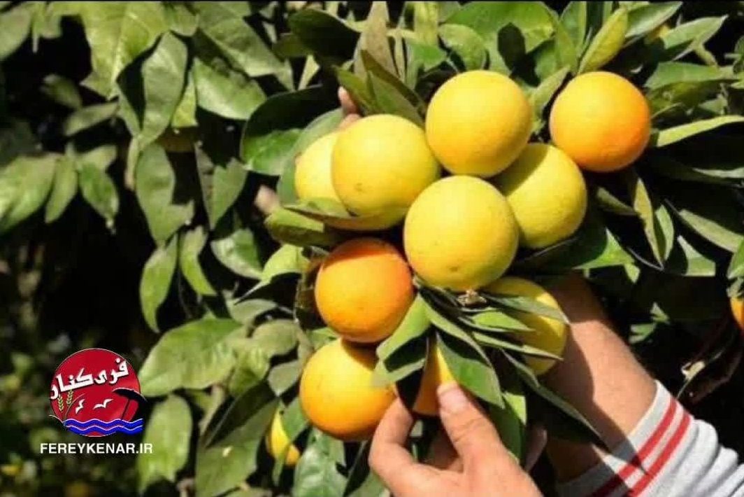 ⛔️برداشت هرگونه پرتقال تا ۱۵ آبان ممنوع ⛔️برداشت هرگونه پرتقال تا ۱۵ آبان ممنوع